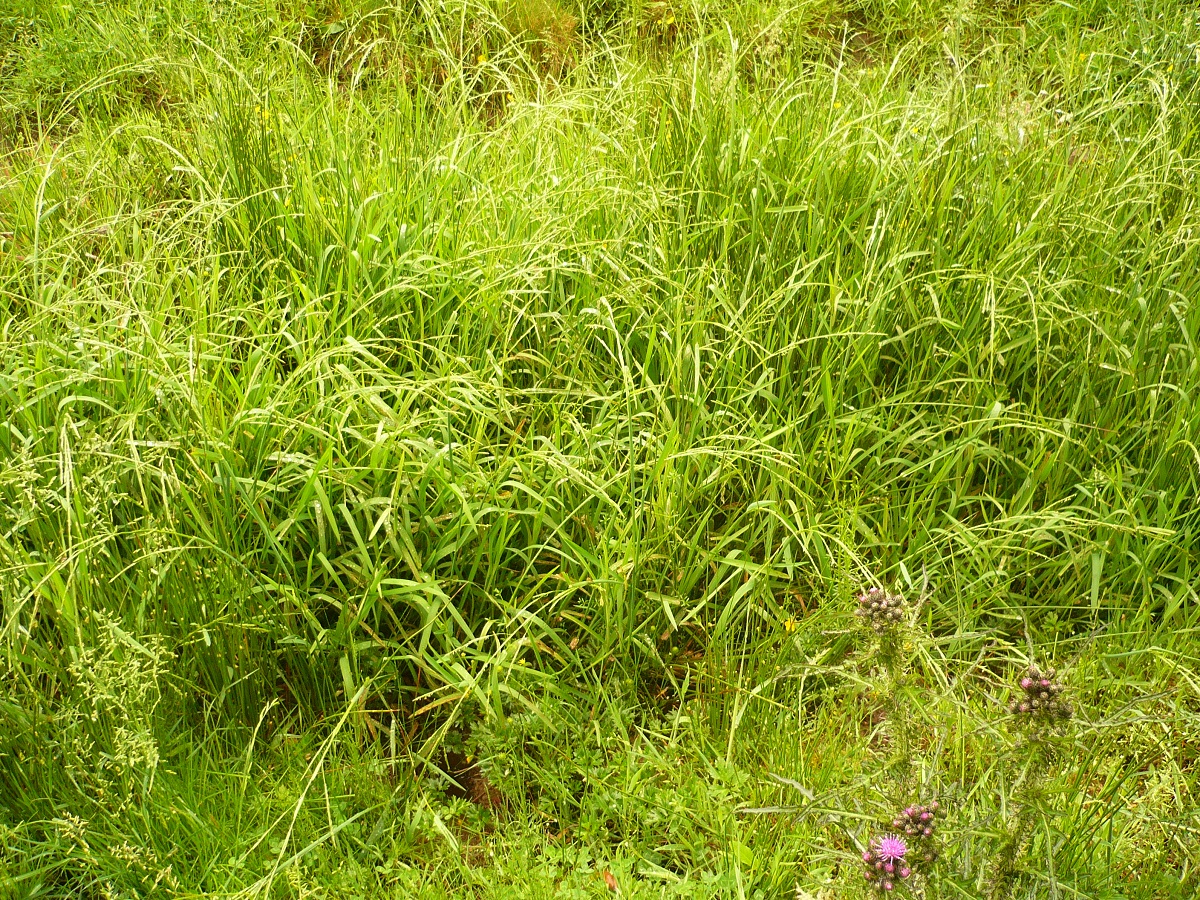 Glyceria fluitans (Poaceae)